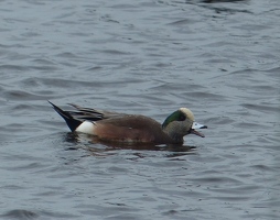 American Wigeon